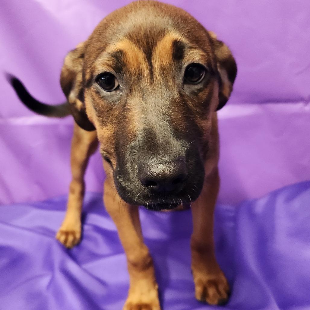 Enlarge Thandiwe, a Adoptable Mixed Breed in North Myrtle Beach, SC image 5/5