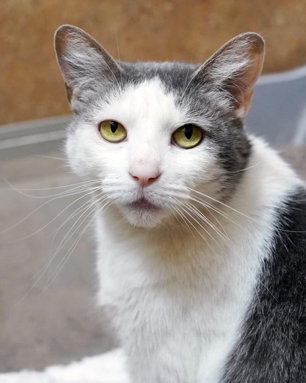 Enlarge Pip, a Adoptable mixed breed in Novato, CA image 2/2