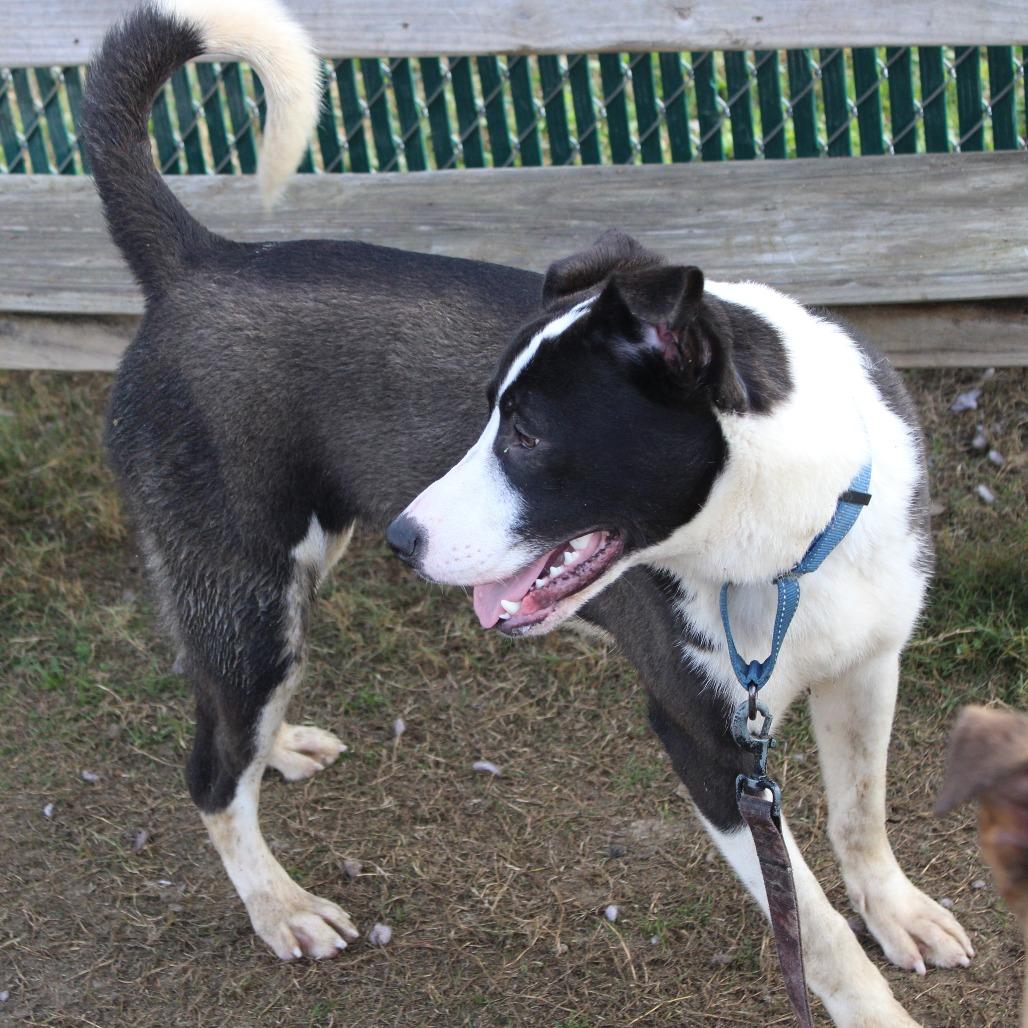 Enlarge Dotty, a Adoptable mixed breed in Cleveland, MS image 1/6