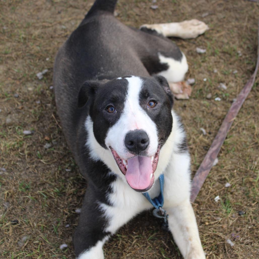 Enlarge Dotty, a Adoptable mixed breed in Cleveland, MS image 2/6