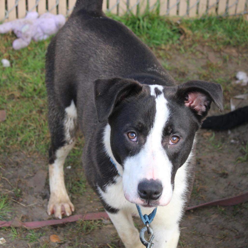 Enlarge Dotty, a Adoptable mixed breed in Cleveland, MS image 3/6