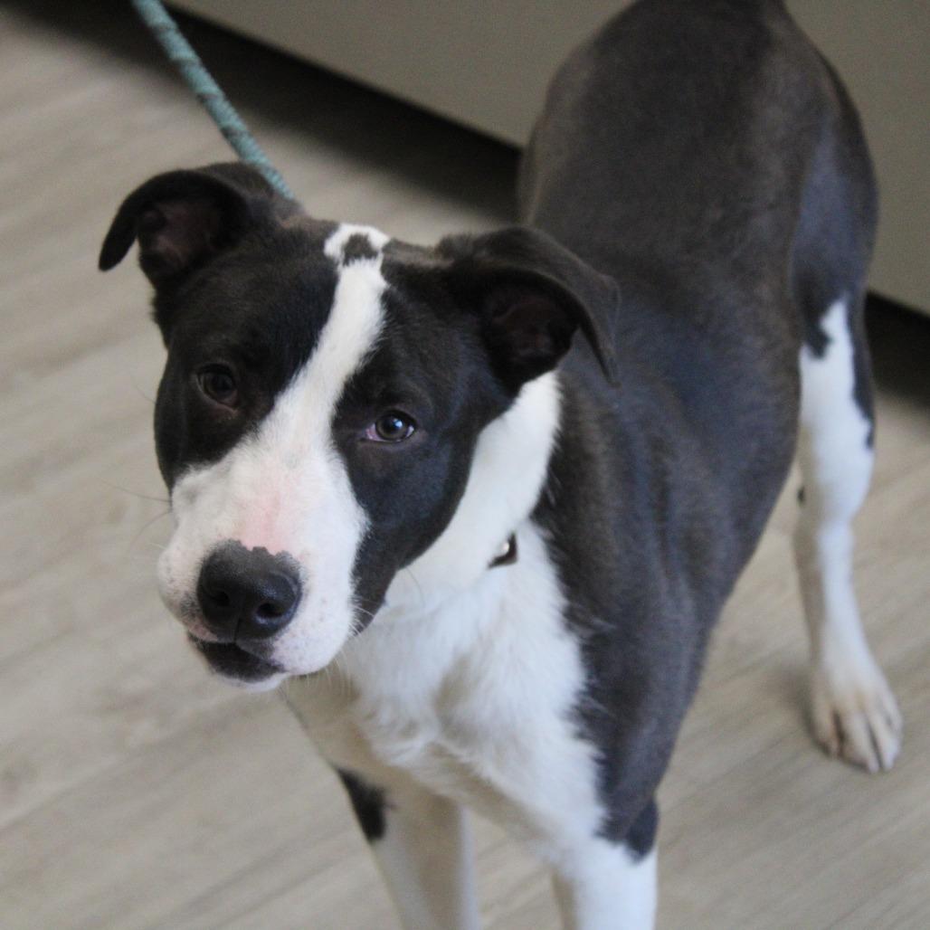 Enlarge Dotty, a Adoptable mixed breed in Cleveland, MS image 4/6