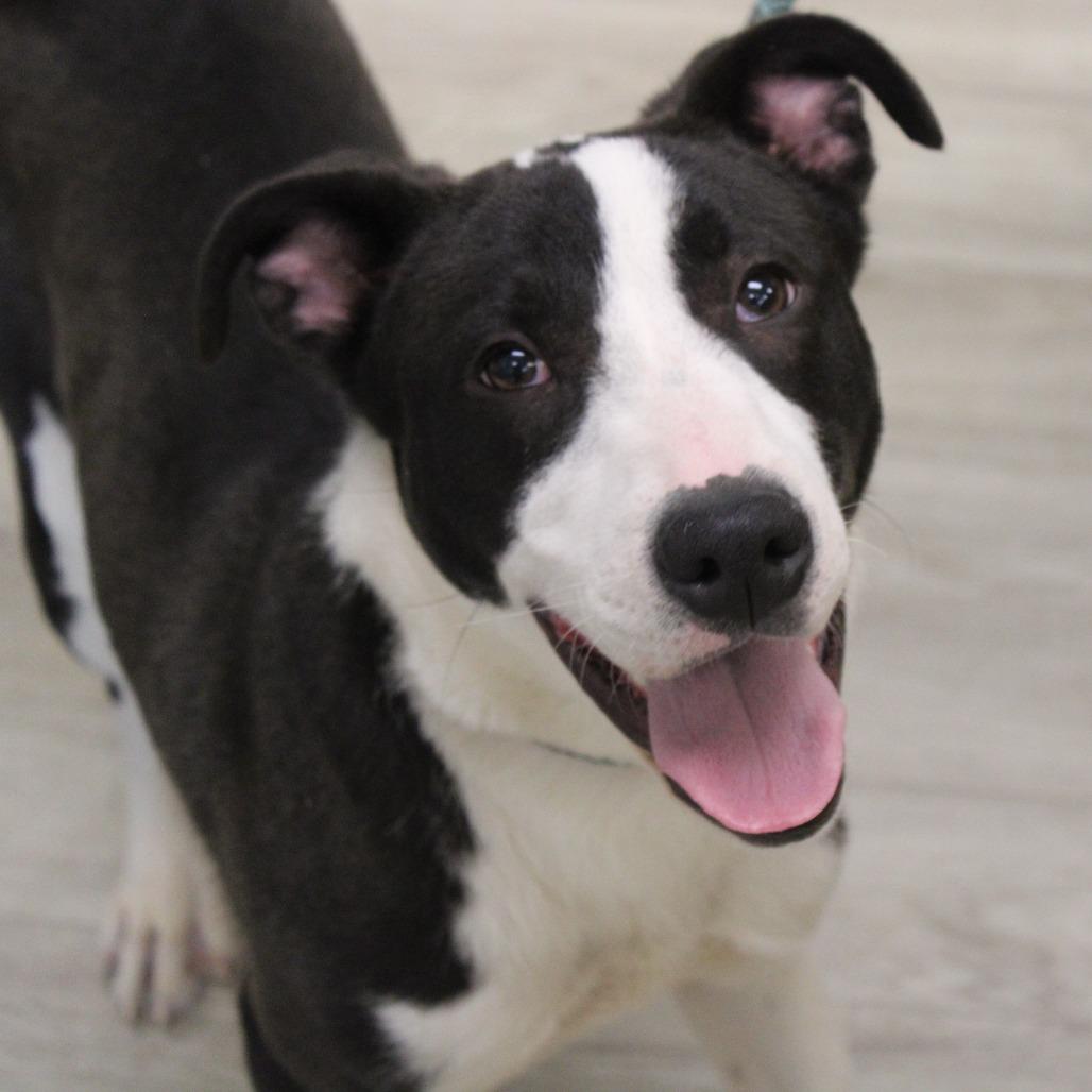 Enlarge Dotty, a Adoptable mixed breed in Cleveland, MS image 5/6