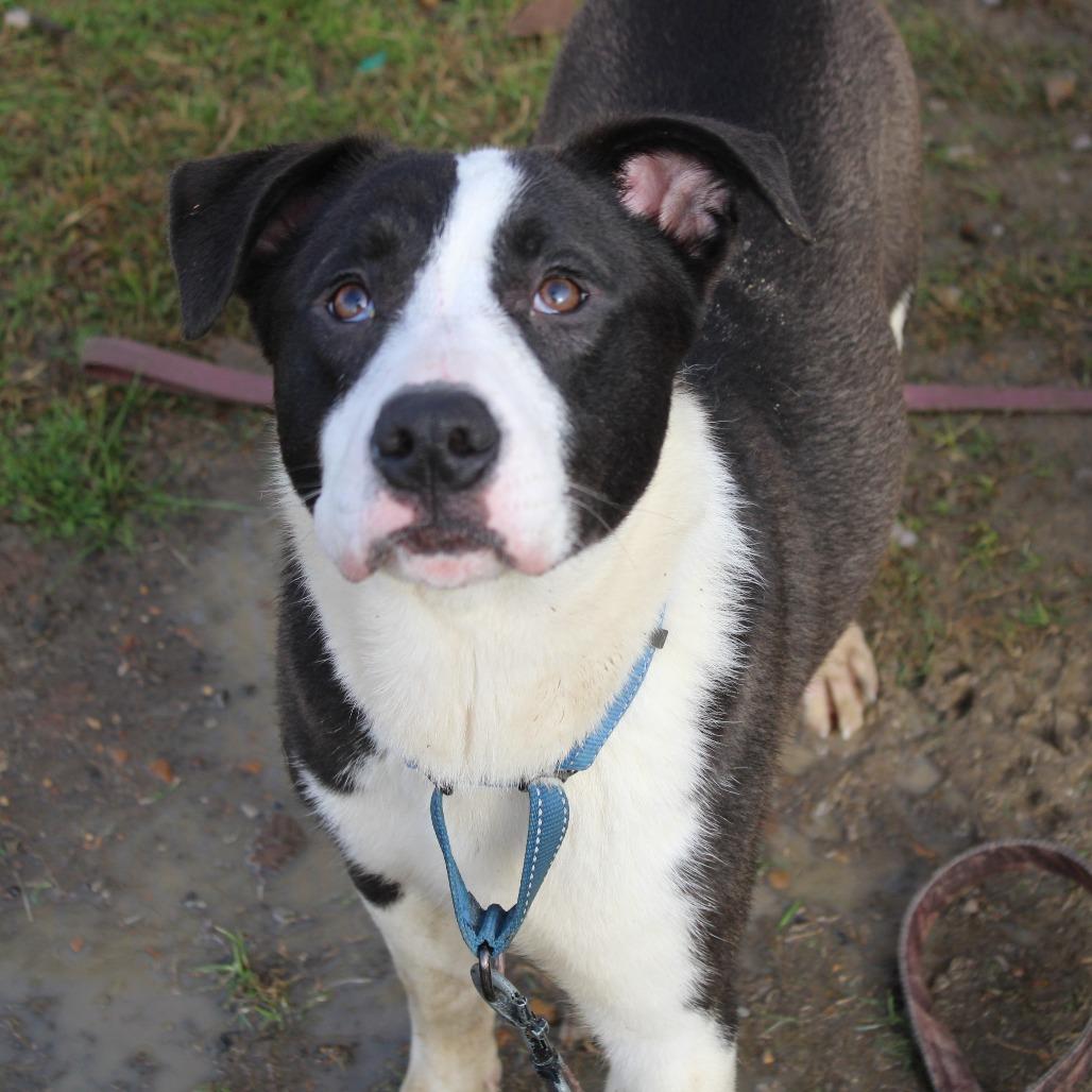 Enlarge Dotty, a Adoptable mixed breed in Cleveland, MS image 6/6