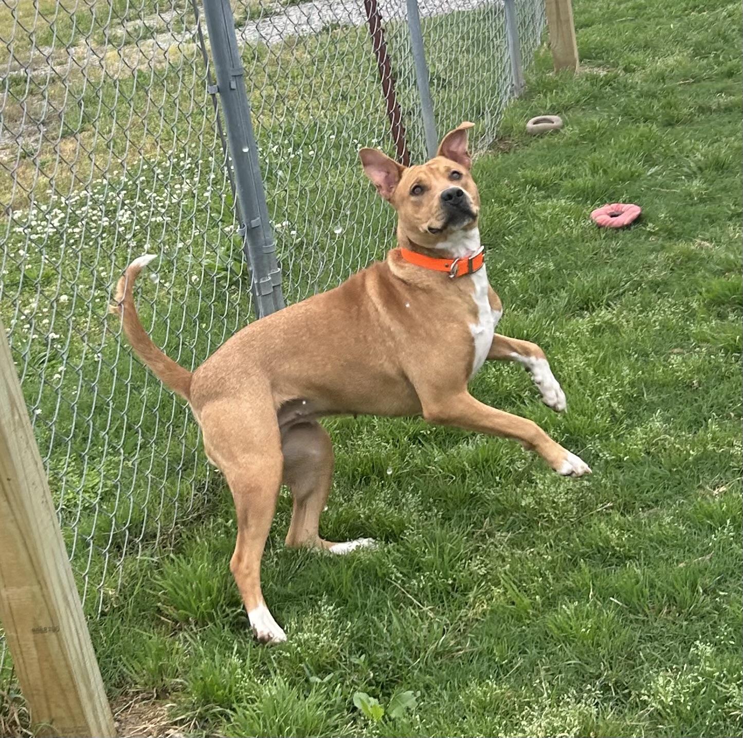 Rhea, a ADOPTABLE mixed breed in Siloam Springs, AR image 2/6