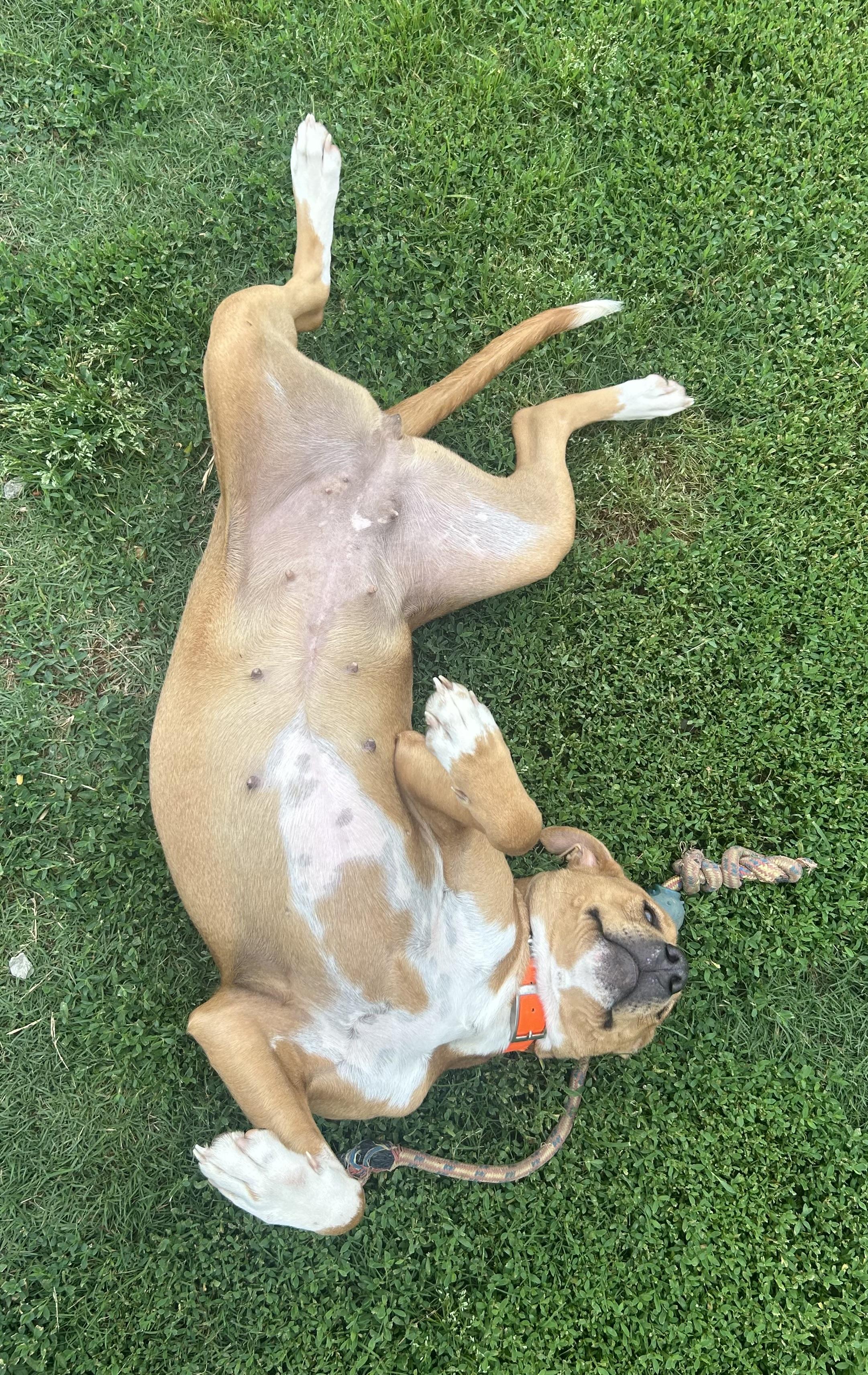 Rhea, a ADOPTABLE mixed breed in Siloam Springs, AR image 4/6