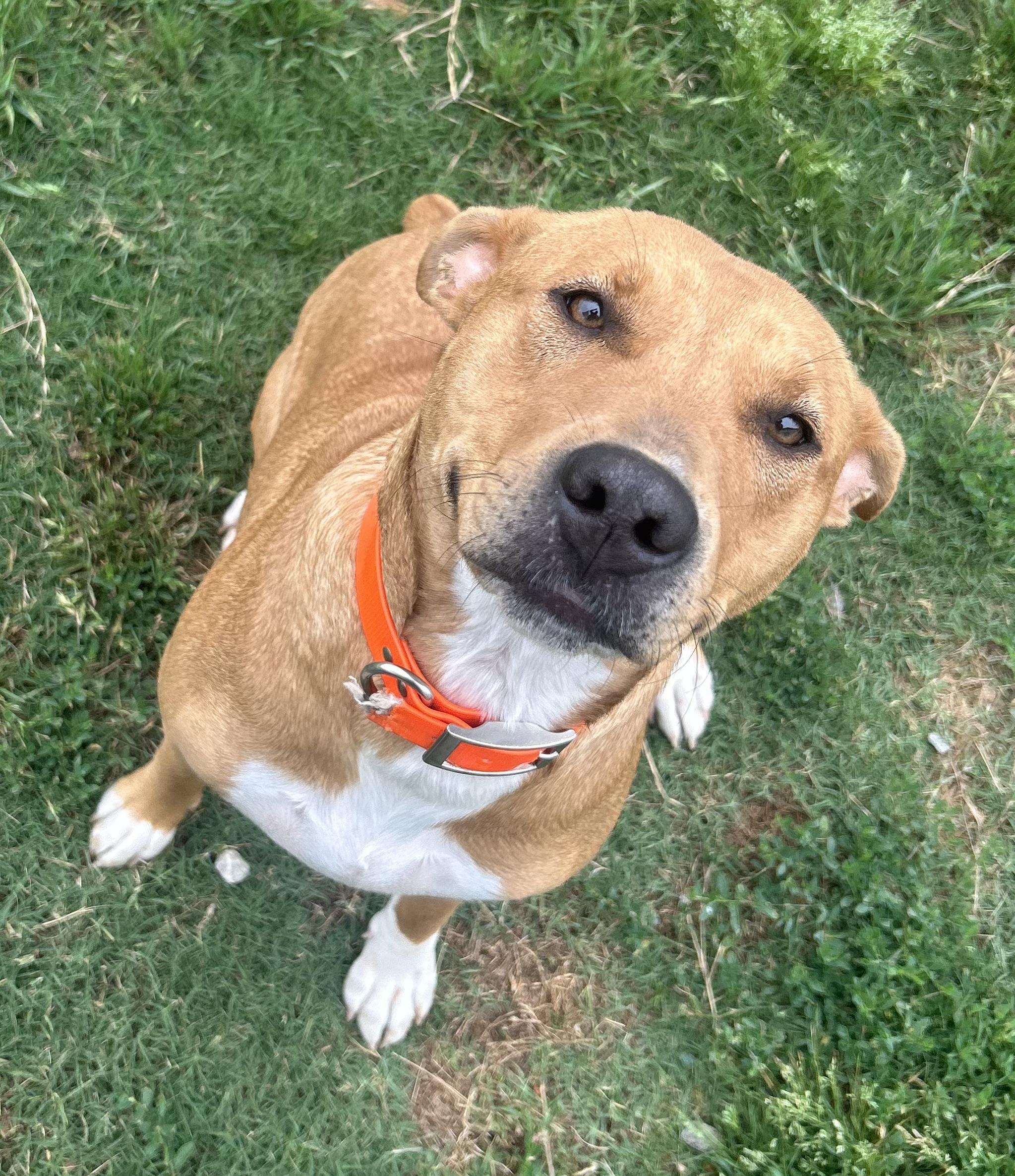 Rhea, a ADOPTABLE mixed breed in Siloam Springs, AR image 6/6