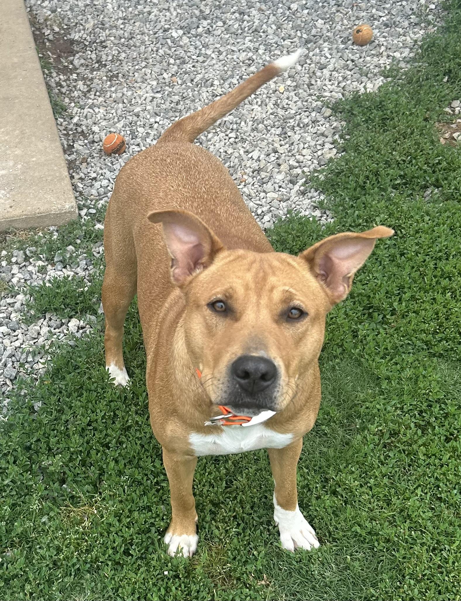 Rhea, a ADOPTABLE mixed breed in Siloam Springs, AR image 3/6