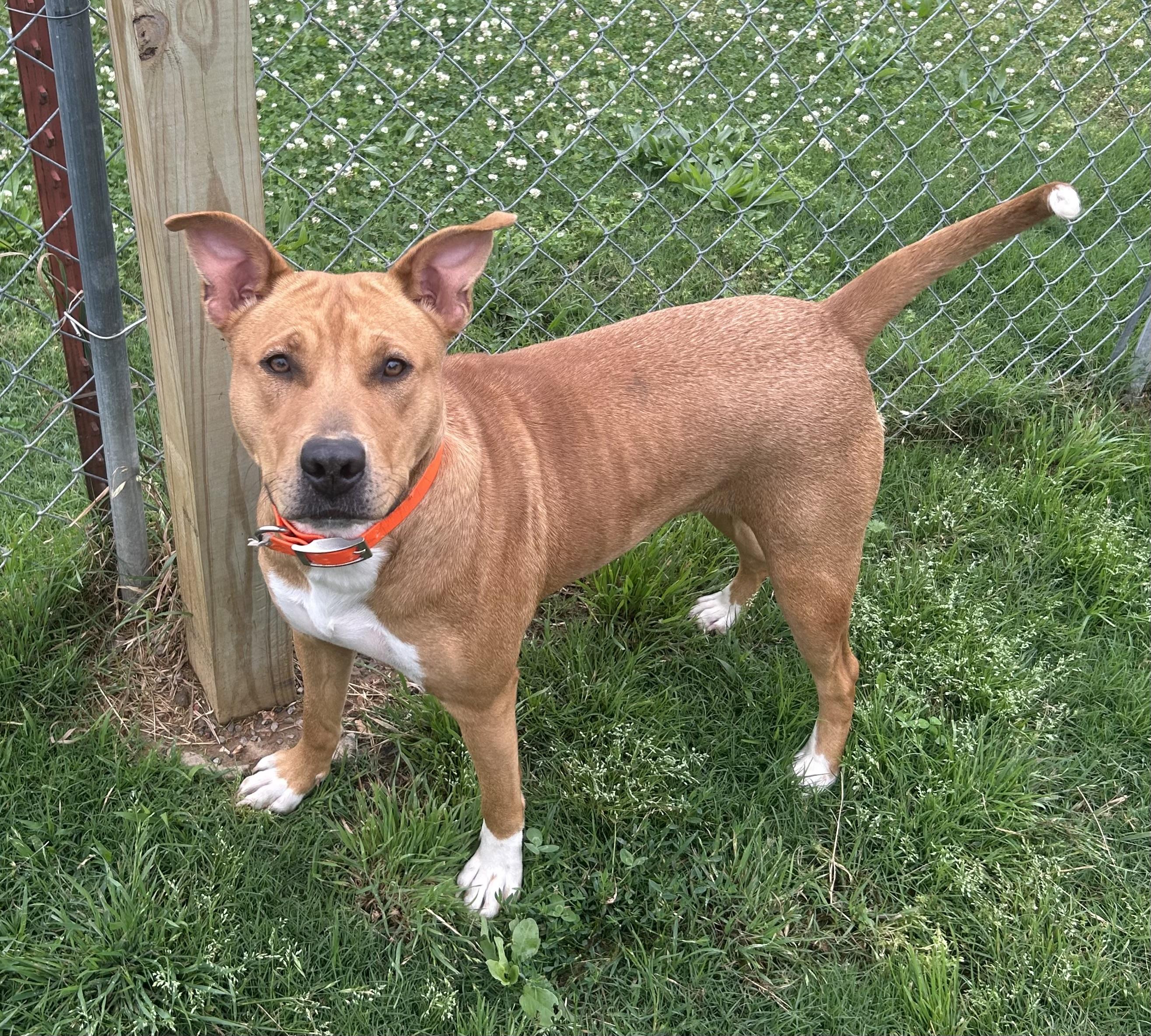Rhea, ADOPTABLE, Adult Female Labrador Retriever.