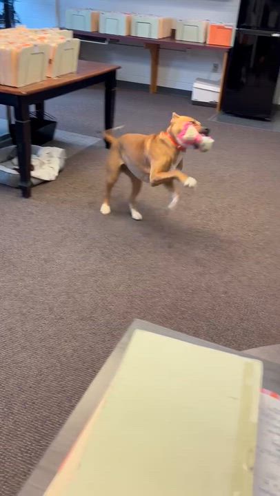 Enlarge Rhea, a ADOPTABLE mixed breed in Siloam Springs, AR video 5/6