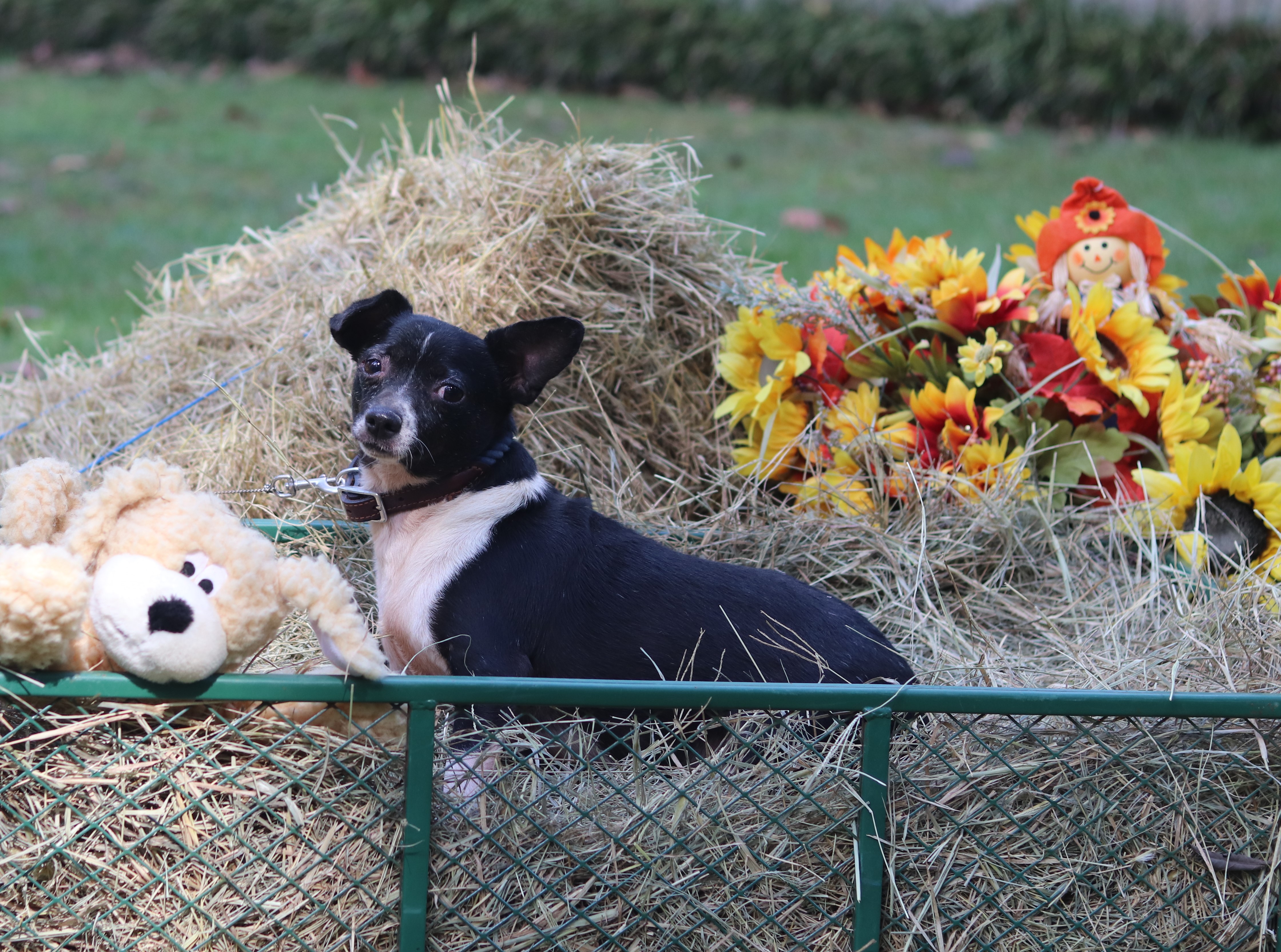 Larry, a Adoptable mixed breed in Hayden, AL image 3/6