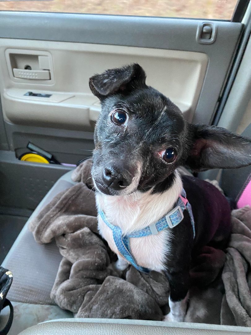 Larry, a Adoptable mixed breed in Hayden, AL image 5/6