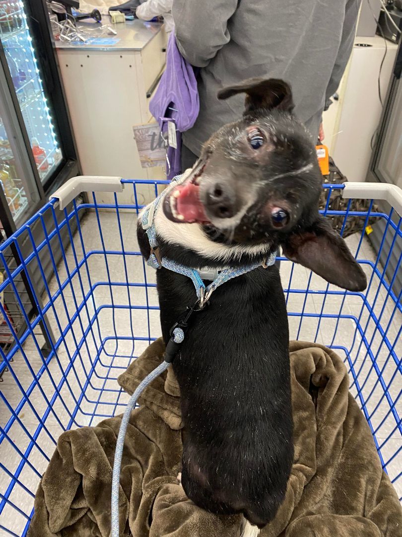 Larry, a Adoptable mixed breed in Hayden, AL image 6/6