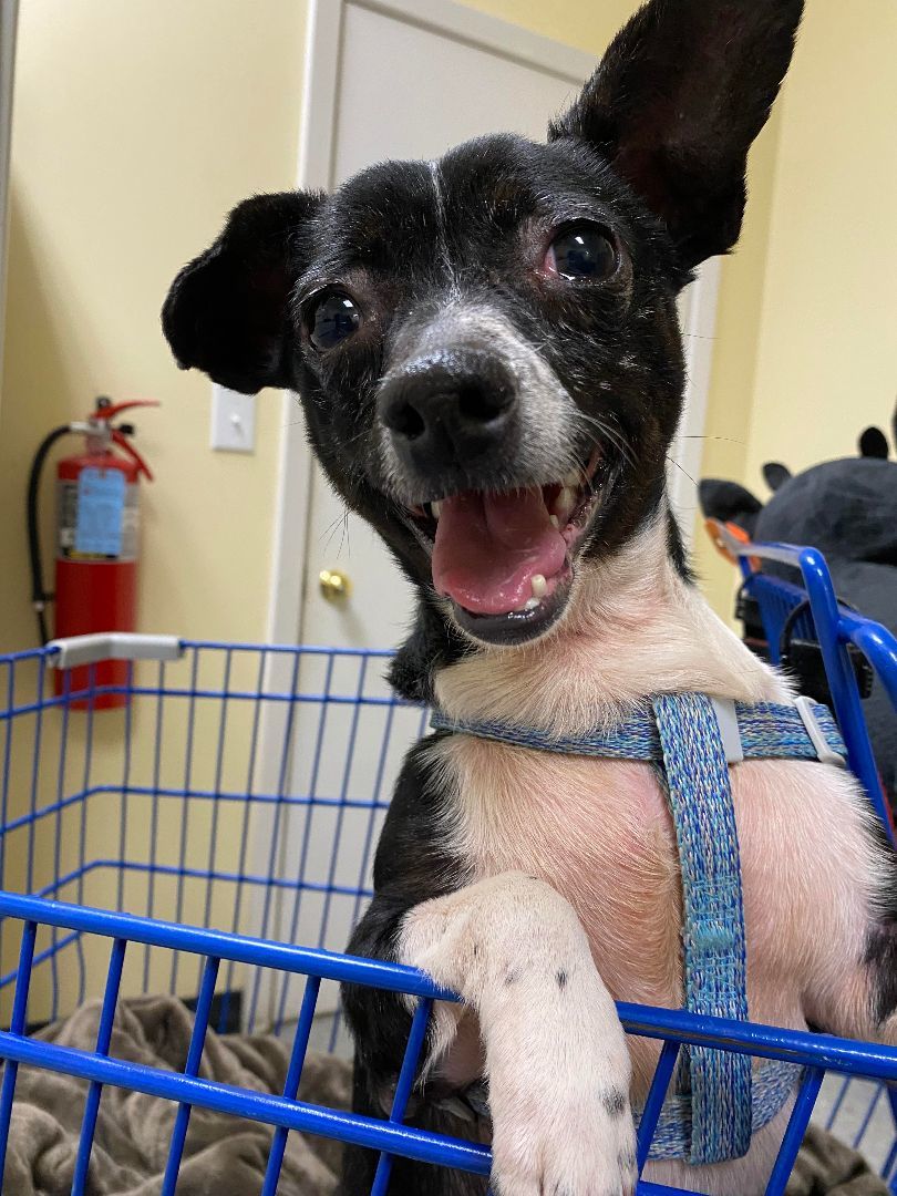 Larry, a Adoptable mixed breed in Hayden, AL image 4/6