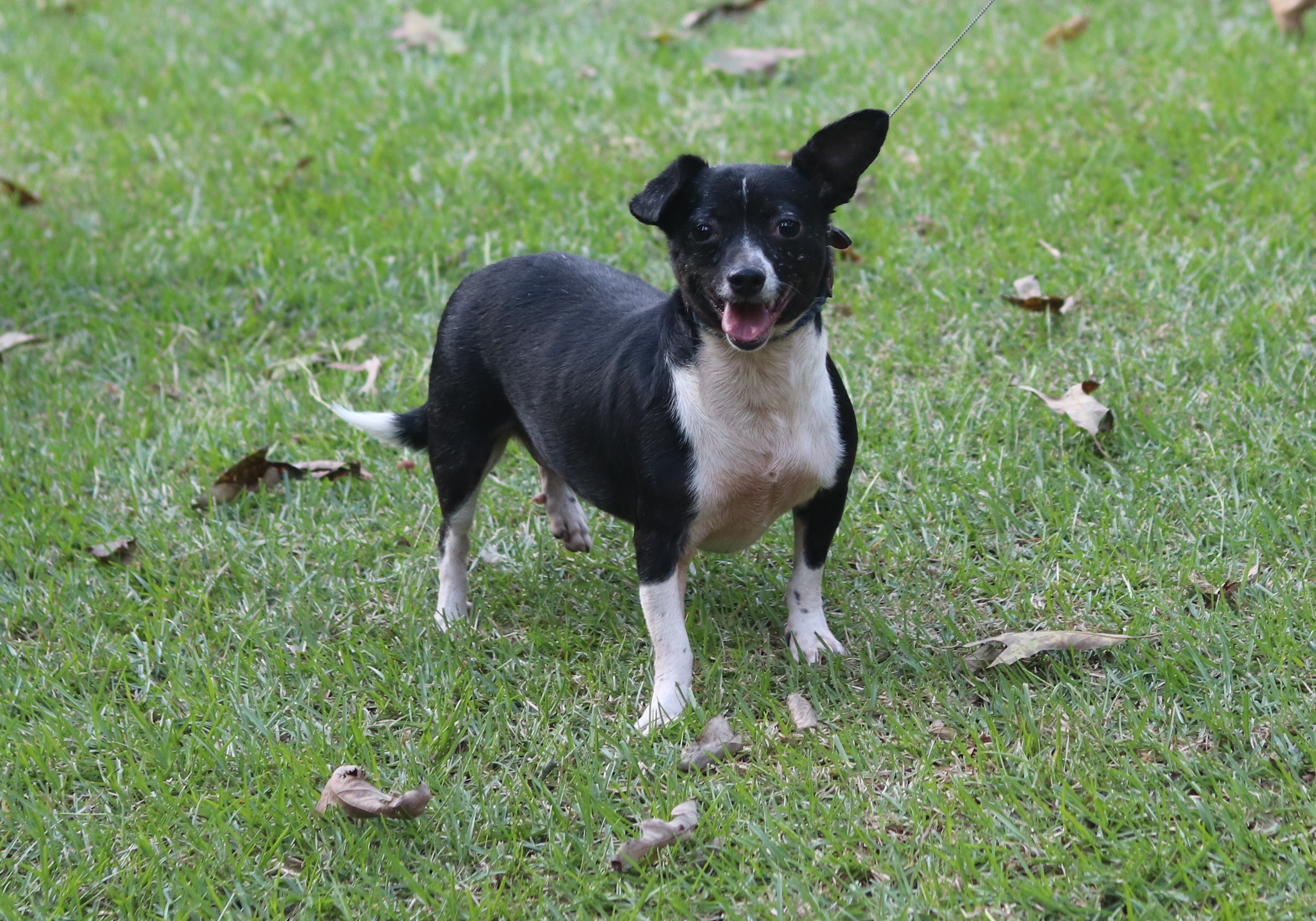 Larry, a Adoptable mixed breed in Hayden, AL image 1/6