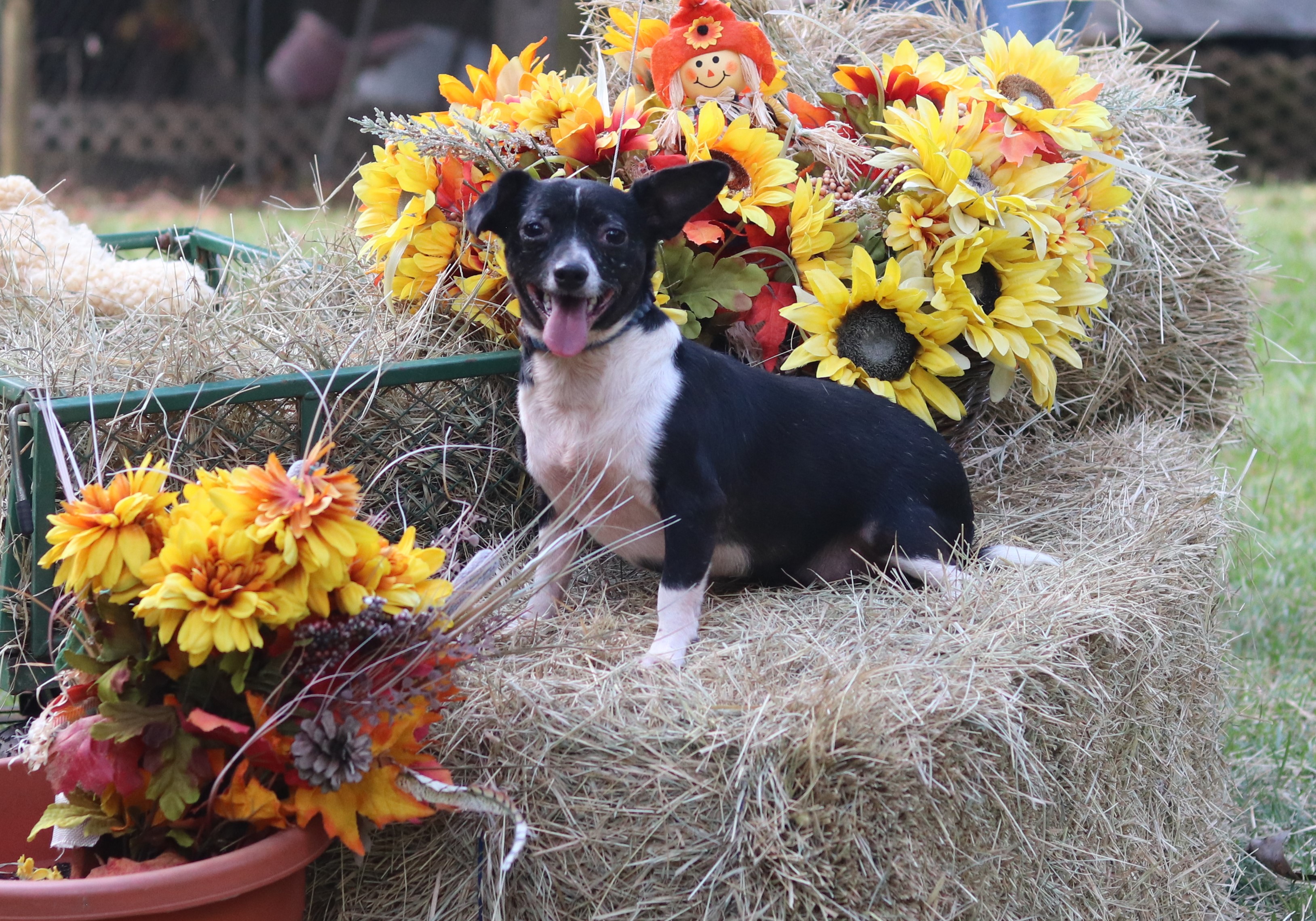 Larry, a Adoptable mixed breed in Hayden, AL image 2/6