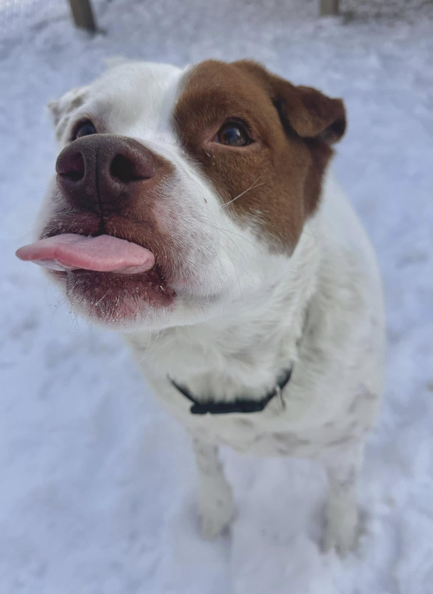 Zoey, Adopted, Senior Female Mixed Breed.