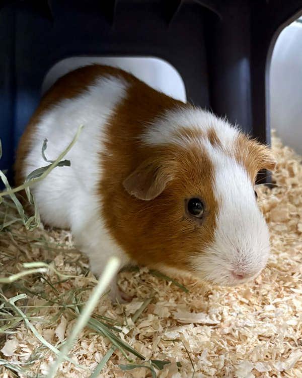 Simon, Adoptable, Young Male Guinea Pig.