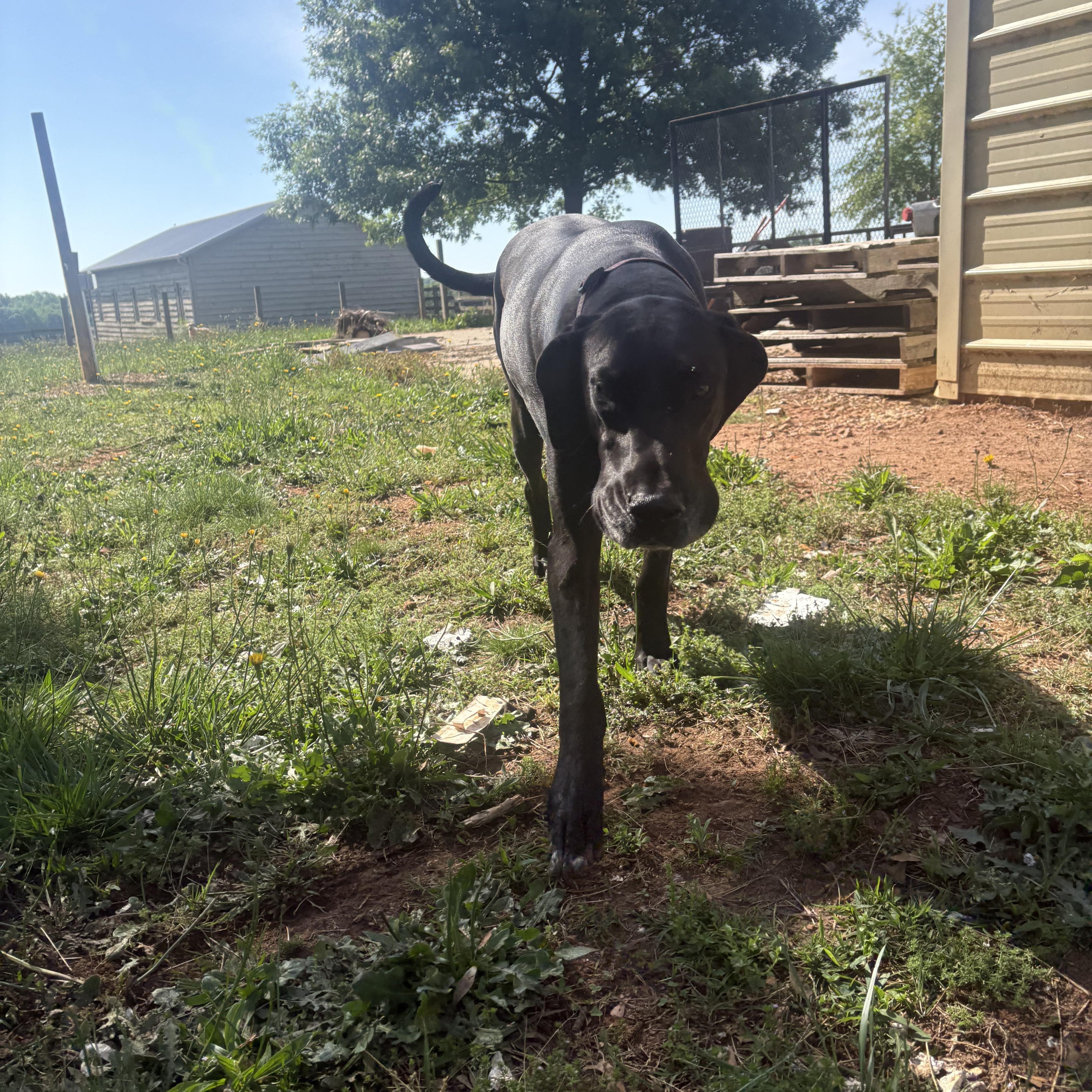Caroline, ADOPTABLE, Adult Female Great Dane.