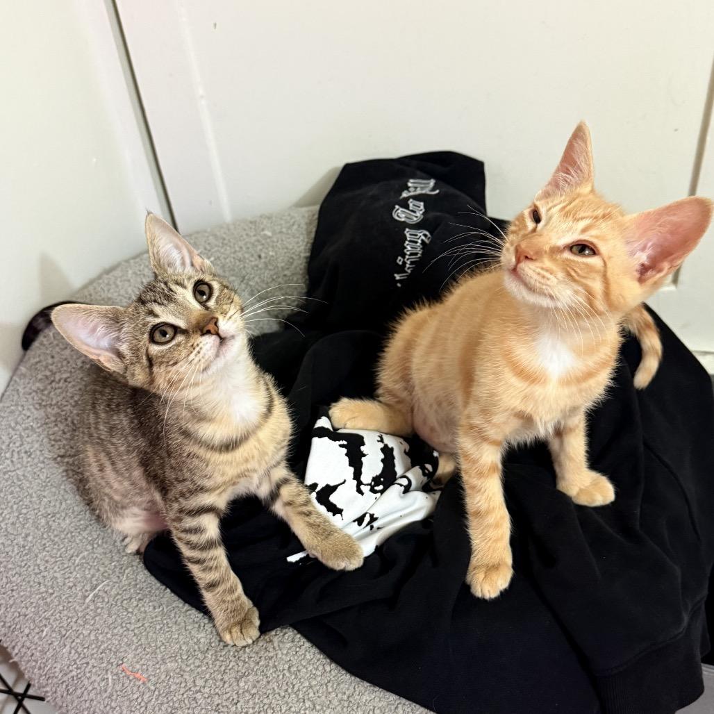 Enlarge Patricia, a Adoptable Domestic Short Hair in Costa Mesa, CA image 1/6