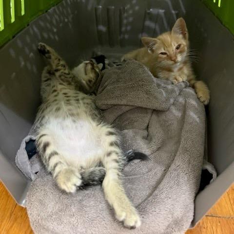 Enlarge Patricia, a Adoptable Domestic Short Hair in Costa Mesa, CA image 2/6