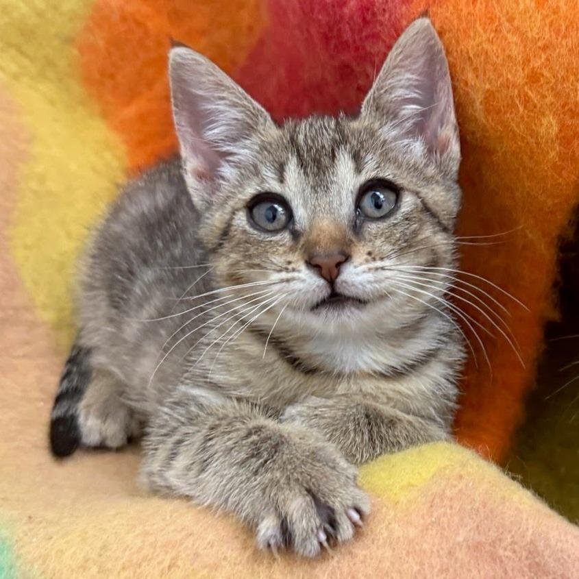 Enlarge Patricia, a Adoptable Domestic Short Hair in Costa Mesa, CA image 3/6