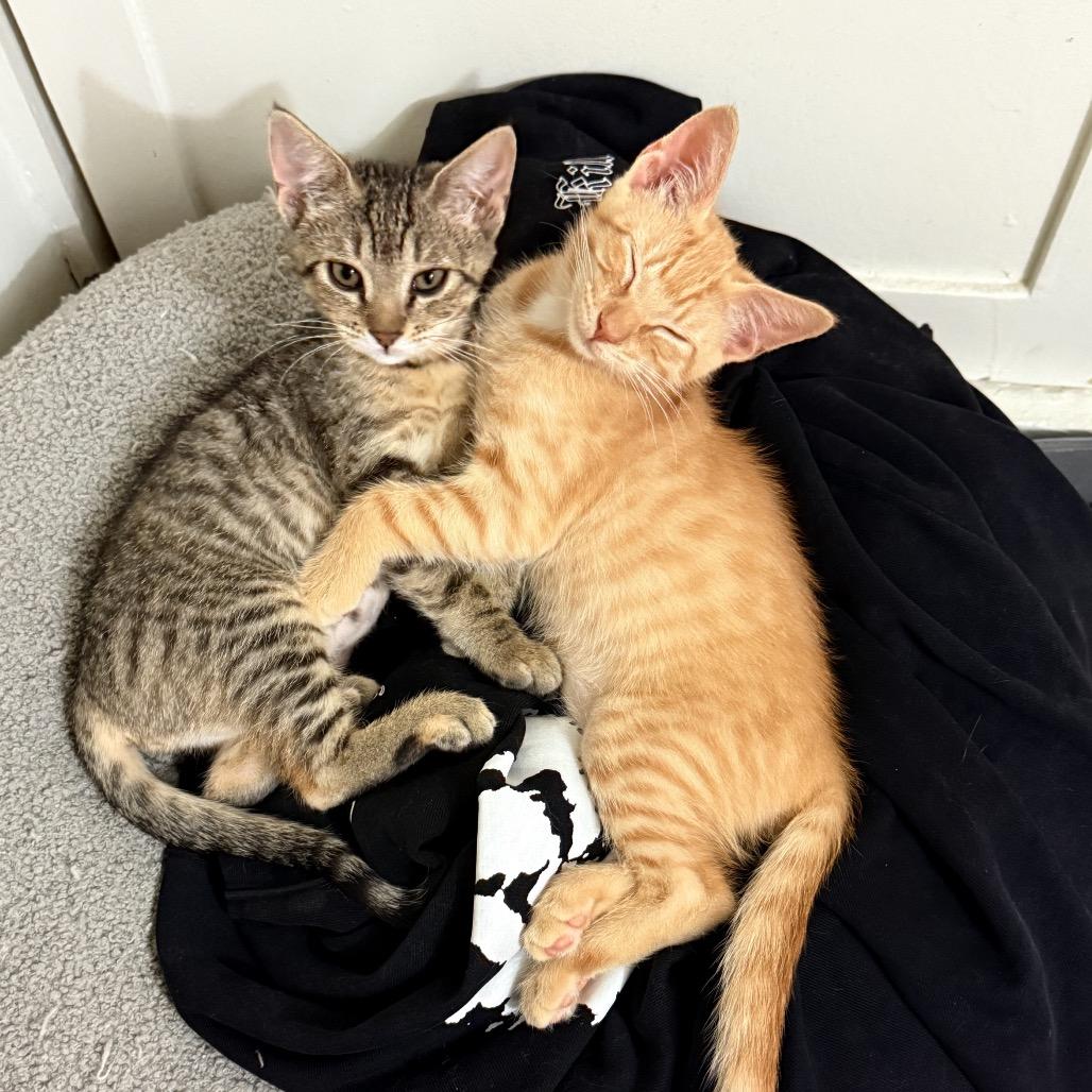 Enlarge Patricia, a Adoptable Domestic Short Hair in Costa Mesa, CA image 4/6