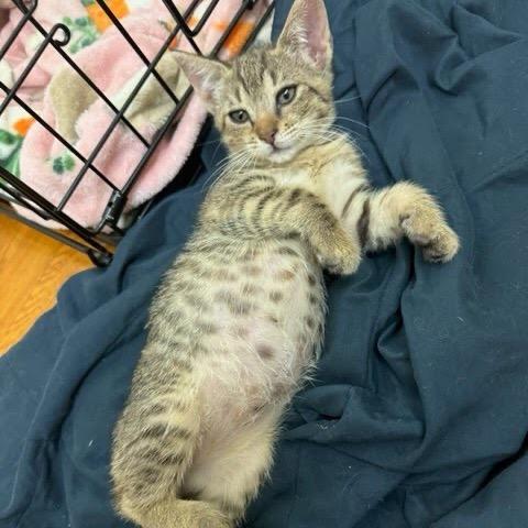 Enlarge Patricia, a Adoptable Domestic Short Hair in Costa Mesa, CA image 5/6