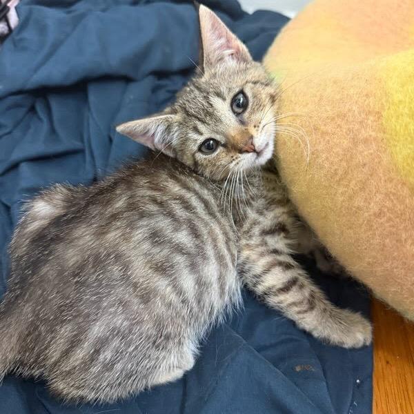 Enlarge Patricia, a Adoptable Domestic Short Hair in Costa Mesa, CA image 6/6