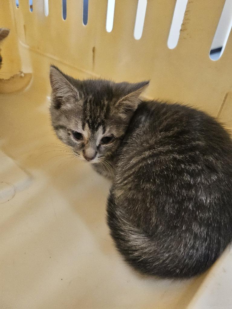 Storm, Adoptable, Young Female Domestic Short Hair.