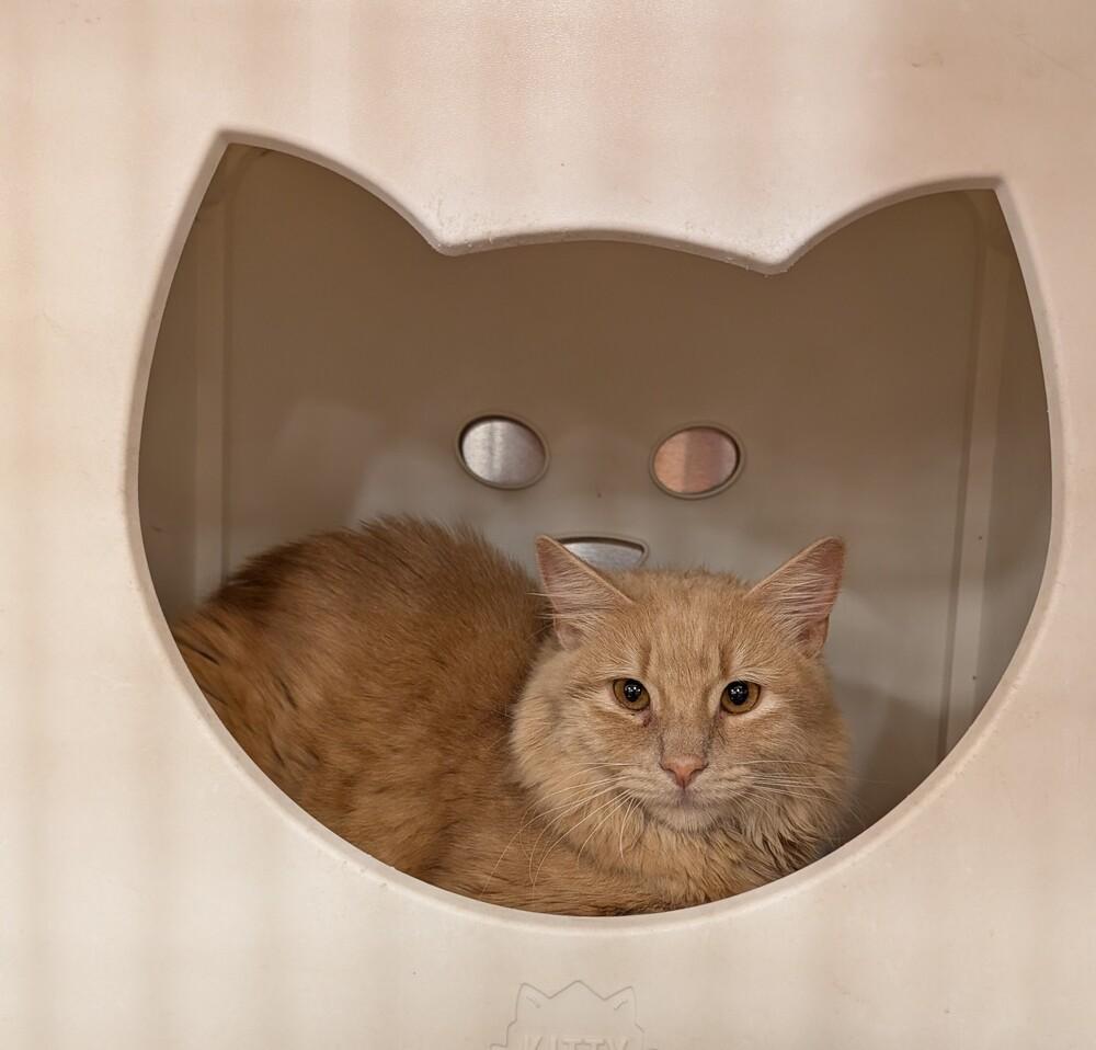 Enlarge Sheboo, a Adoptable mixed breed in Tucson, AZ image 1/1