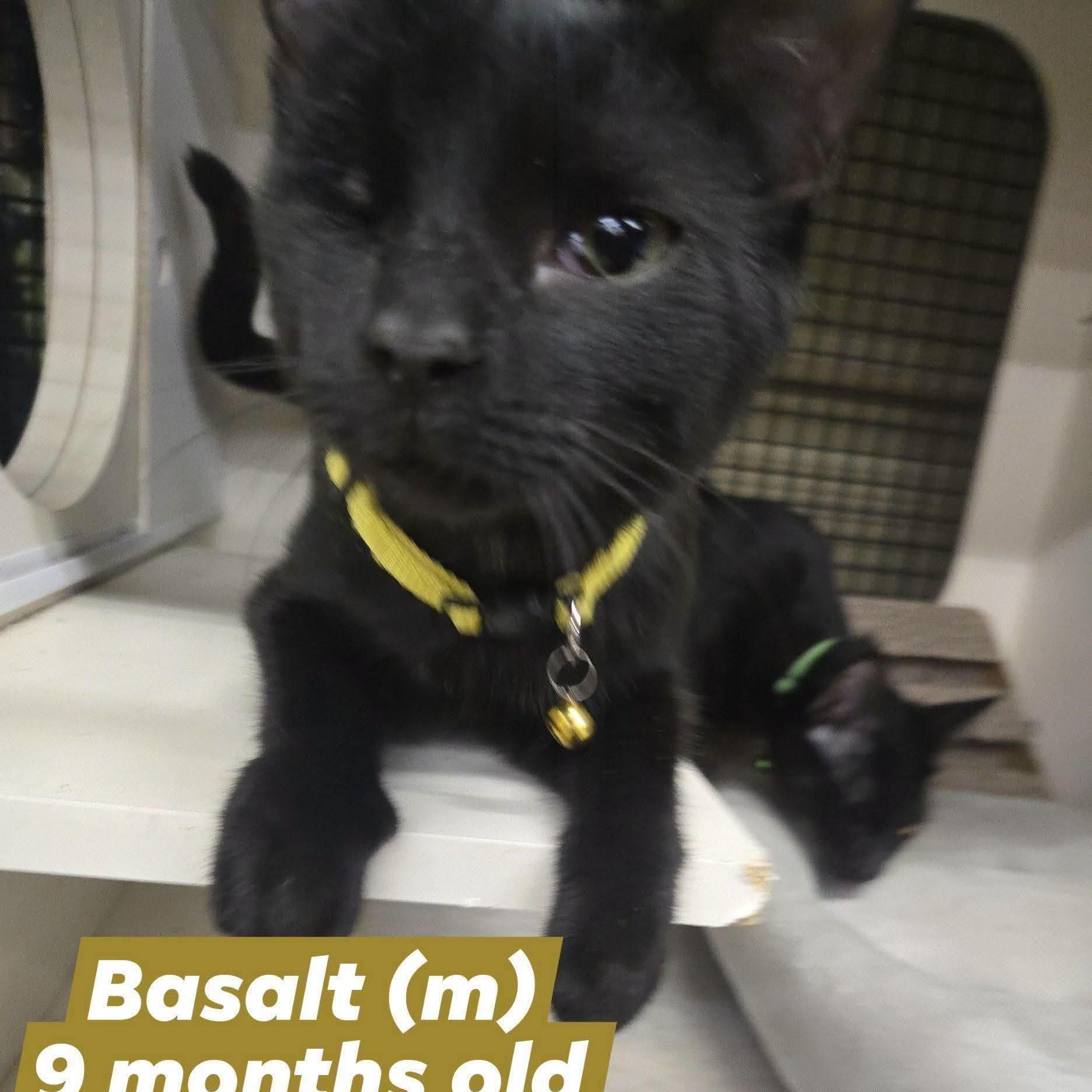 Basalt, Adoptable, Kitten Male Domestic Short Hair.
