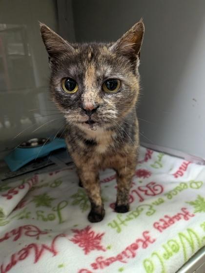 Enlarge Lengua, a Adoptable mixed breed in Louisburg, NC image 1/1