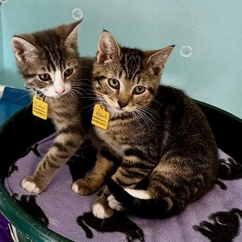 Paul - Sweet Little Dude, adoptable, Kitten Male Tabby.