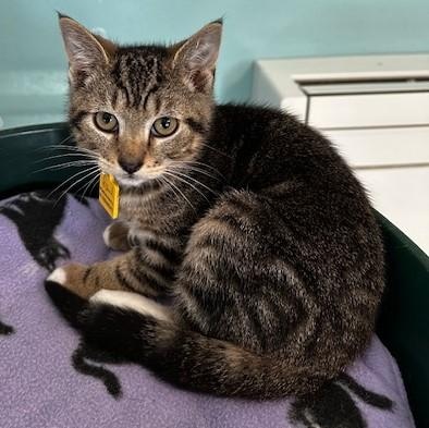 Enlarge Paul - Sweet Little Dude, an adoptable Tabby in Hoquiam, WA image 2/4