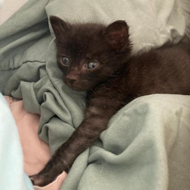 Sneaky (LW & CF) Domestic Short Hair Cat