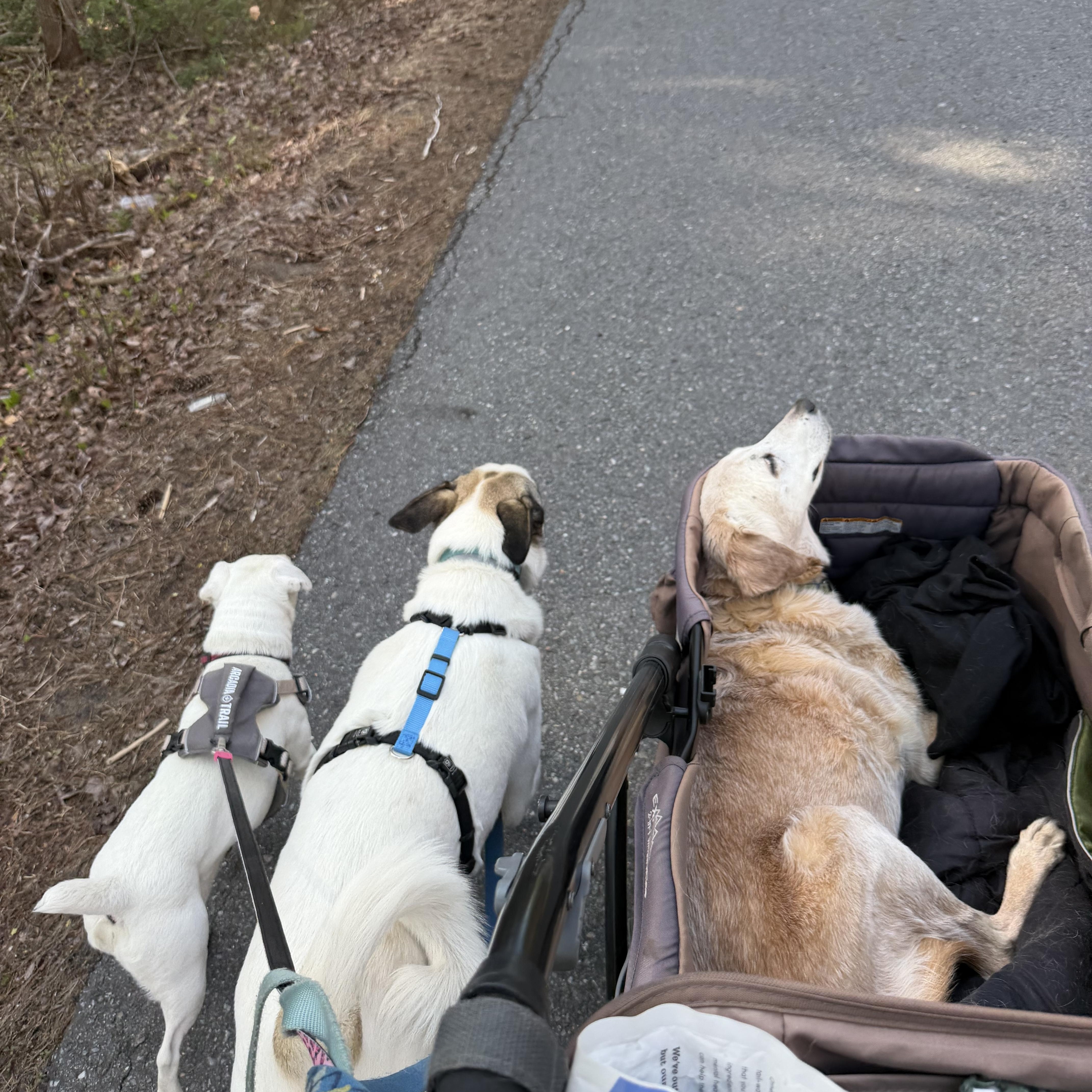 Stella, an adopted mixed breed in Leominster , MA image 5/5