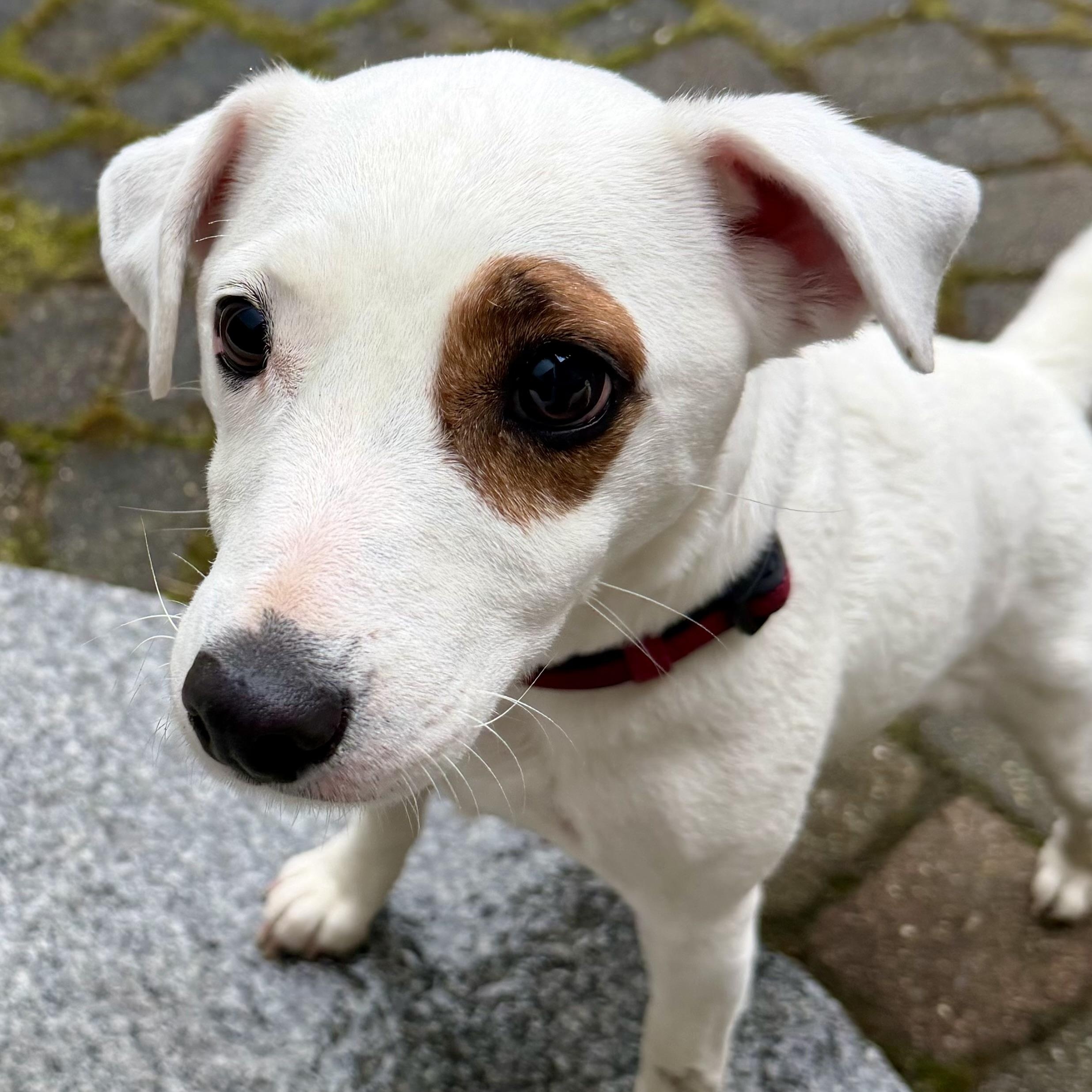Stella, adopted, Young Female Jack Russell Terrier.