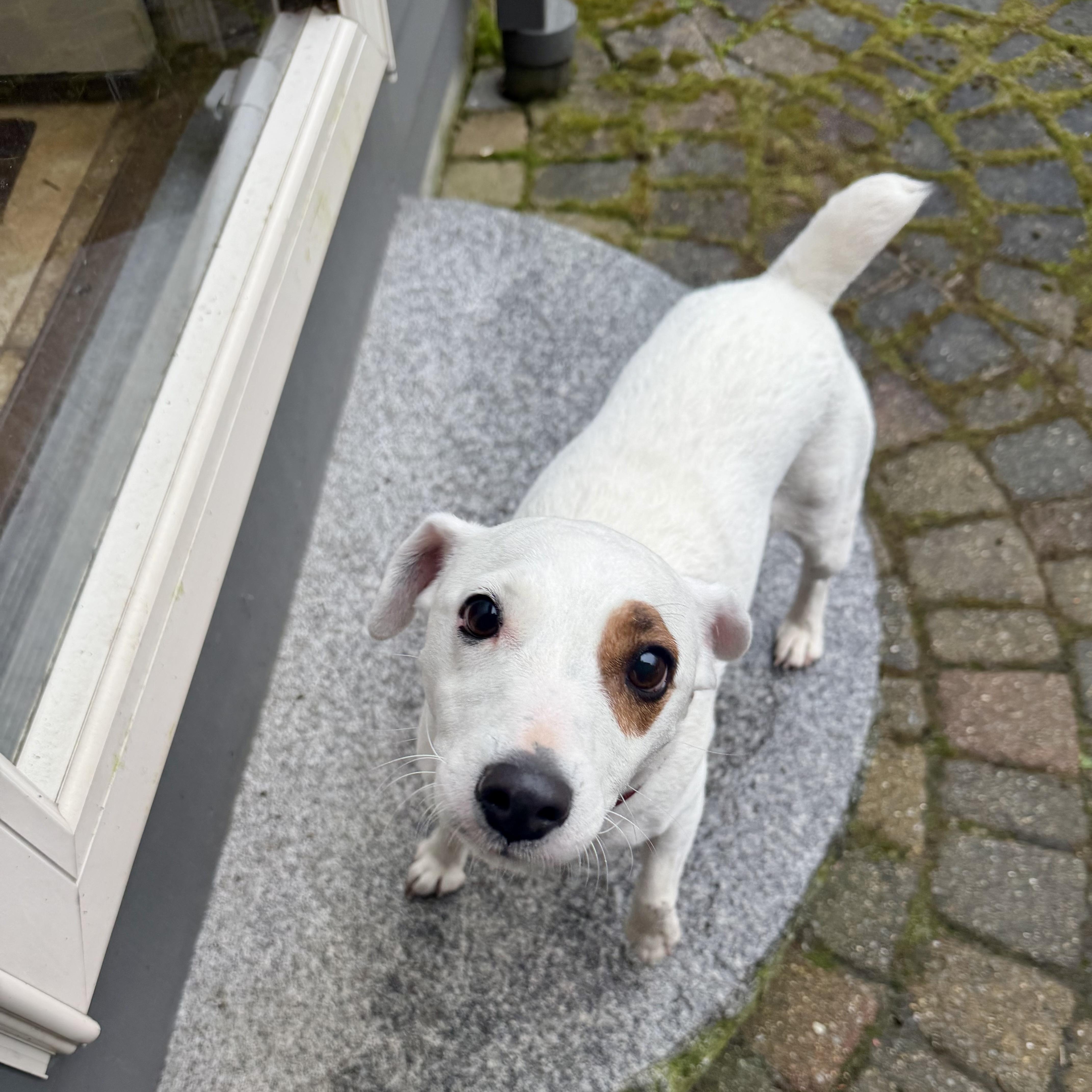 Stella, an adopted mixed breed in Leominster , MA image 4/5
