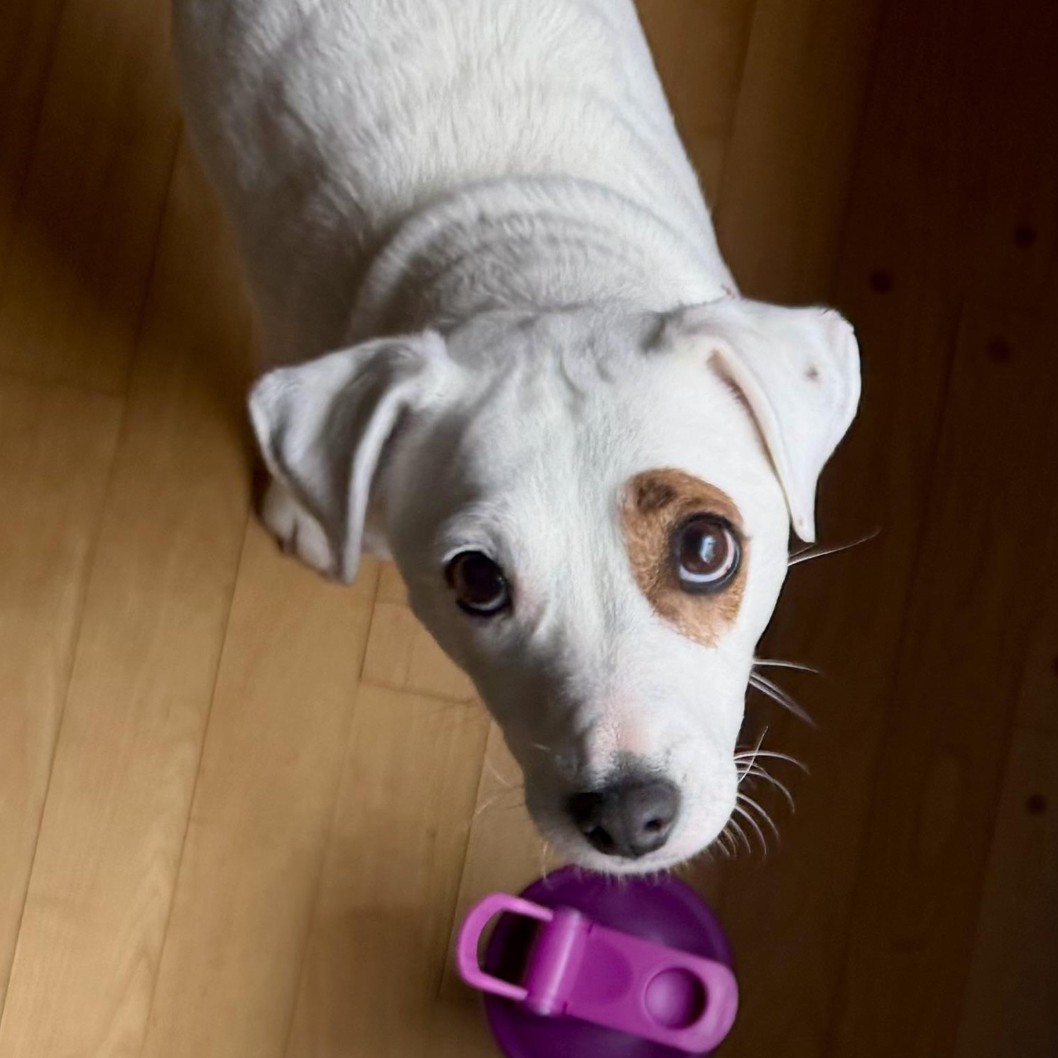 Stella, an adopted mixed breed in Leominster , MA image 2/5