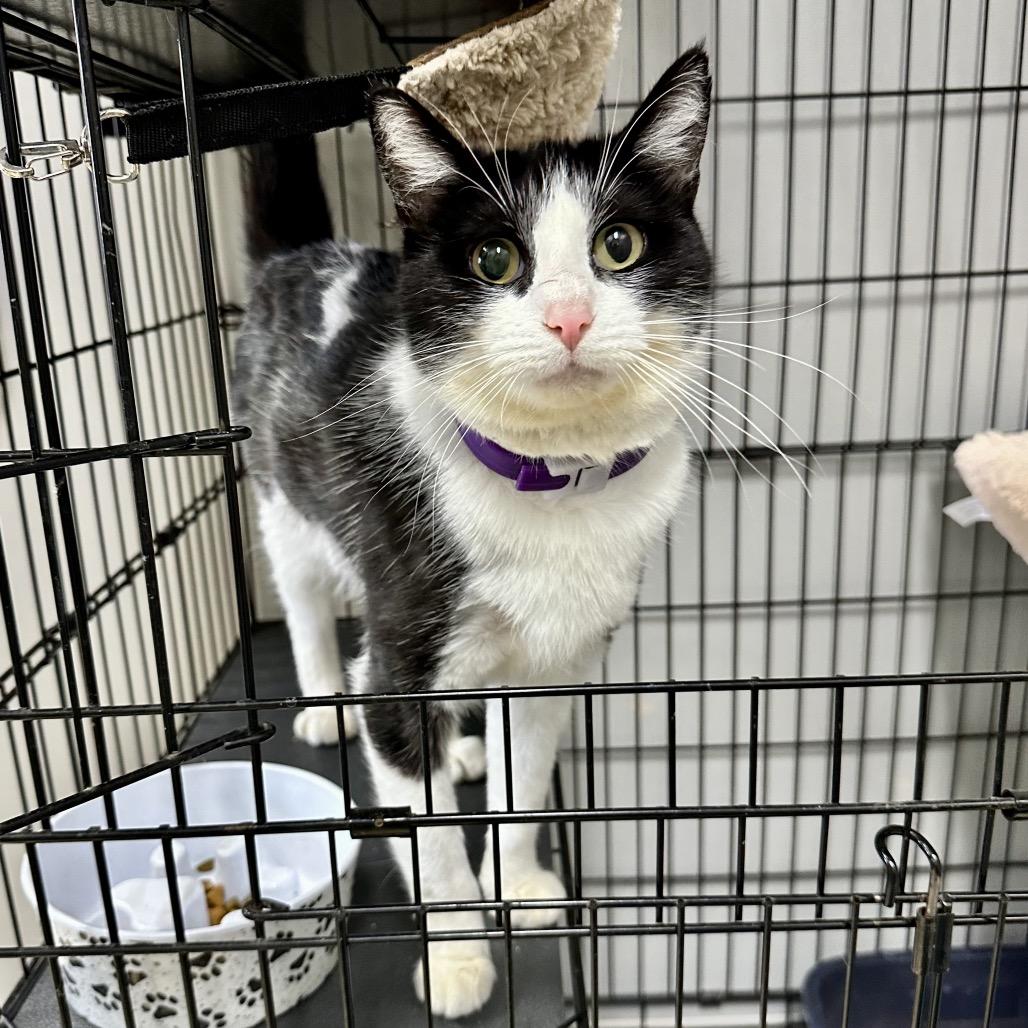 Enlarge Jennifer LR11, a Adoptable Domestic Short Hair in Union, MO image 1/1