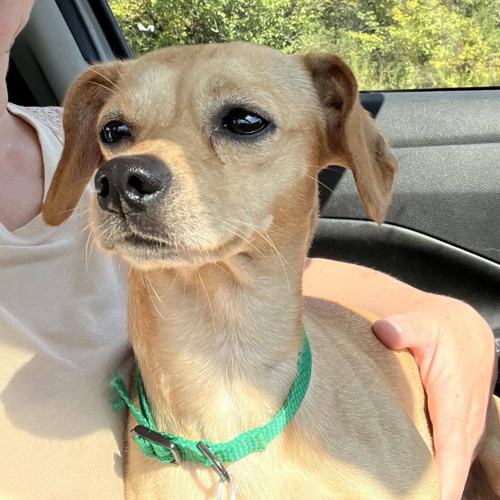 Pancake, Adoptable, Young Male Chihuahua & Mixed Breed.