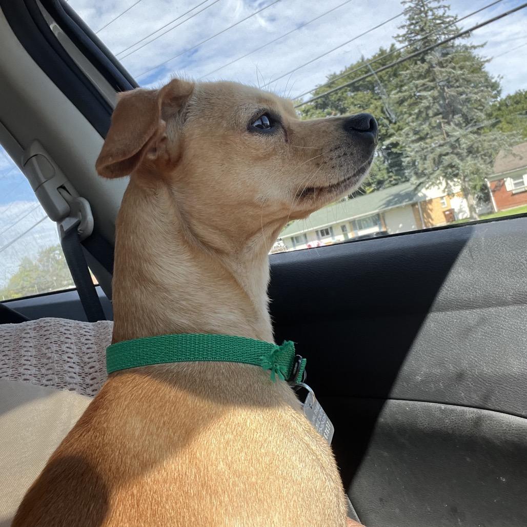 Enlarge Pancake, a Adoptable mixed breed in Farmersville, OH image 3/4