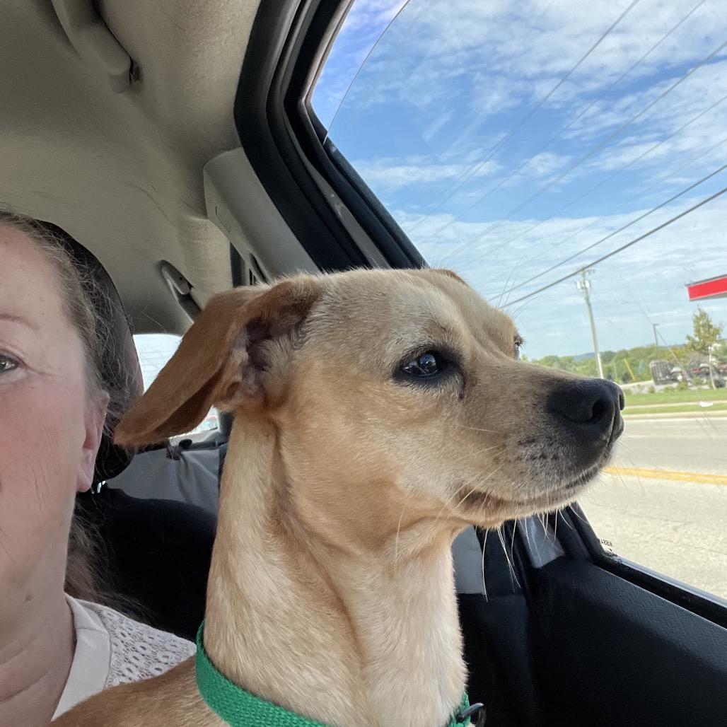 Enlarge Pancake, a Adoptable mixed breed in Farmersville, OH image 4/4