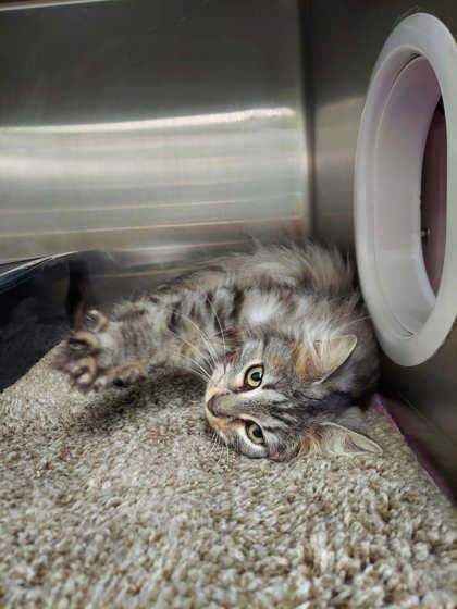 Enlarge Nelly, a Adoptable mixed breed in Hobart, IN image 1/2