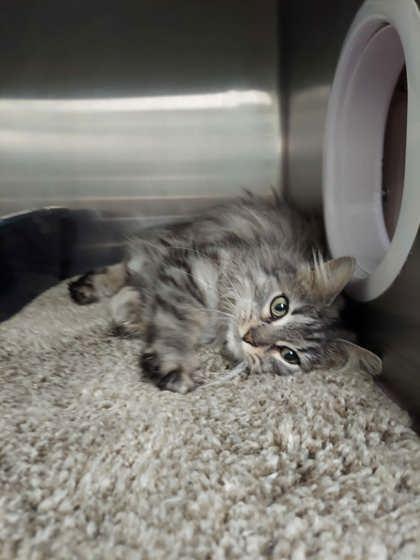 Enlarge Nelly, a Adoptable mixed breed in Hobart, IN image 2/2