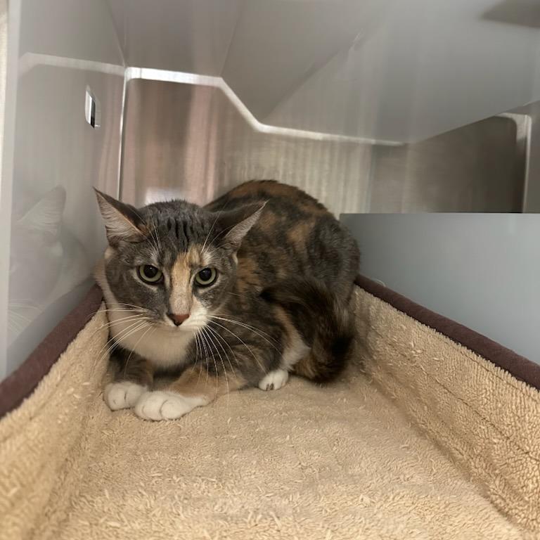 Enlarge Sylvia, a Adoptable Domestic Short Hair in Santa Barbara, CA image 1/3