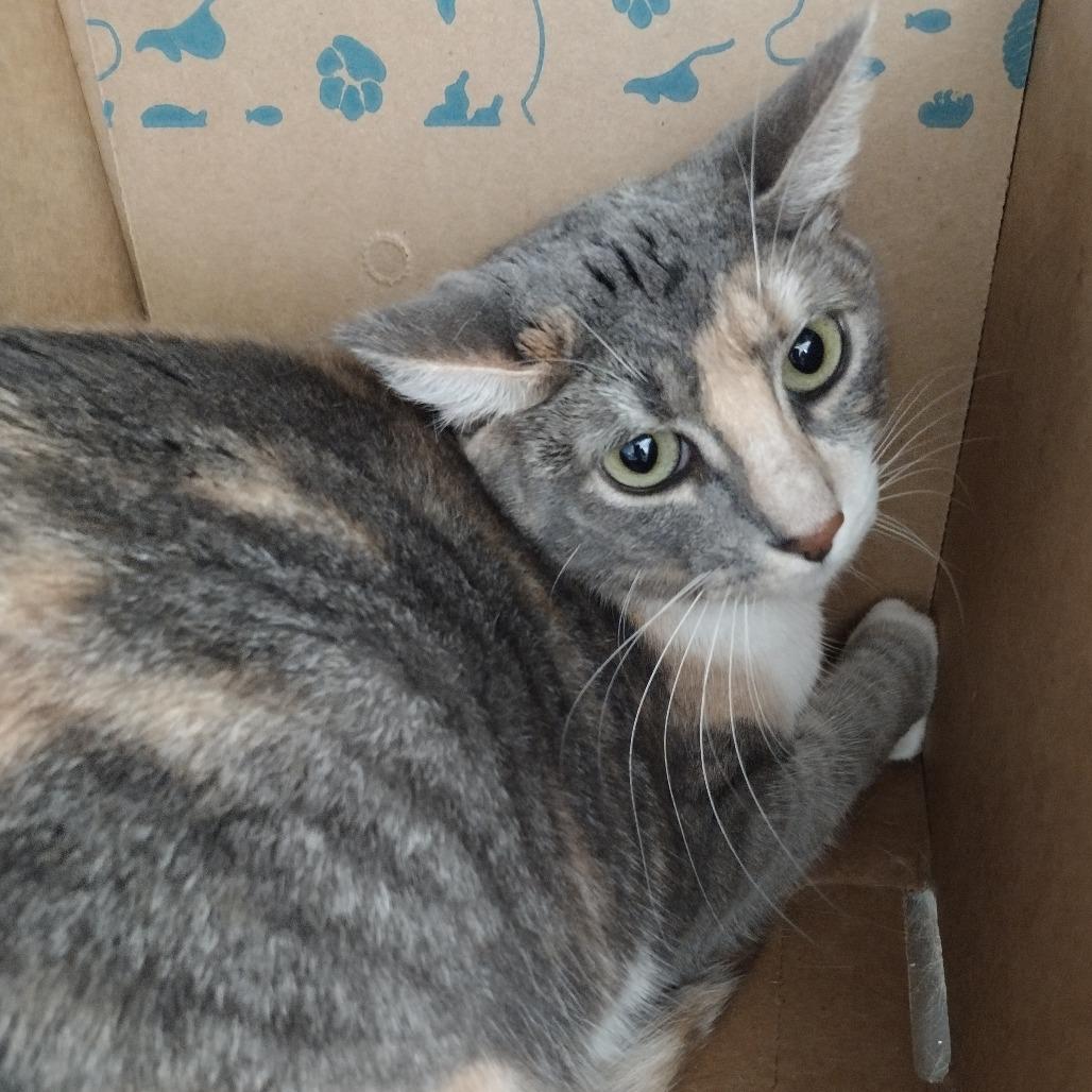 Enlarge Sylvia, a Adoptable Domestic Short Hair in Santa Barbara, CA image 2/3