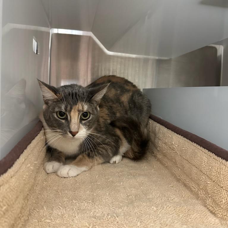 Enlarge Sylvia, a Adoptable Domestic Short Hair in Santa Barbara, CA image 3/3