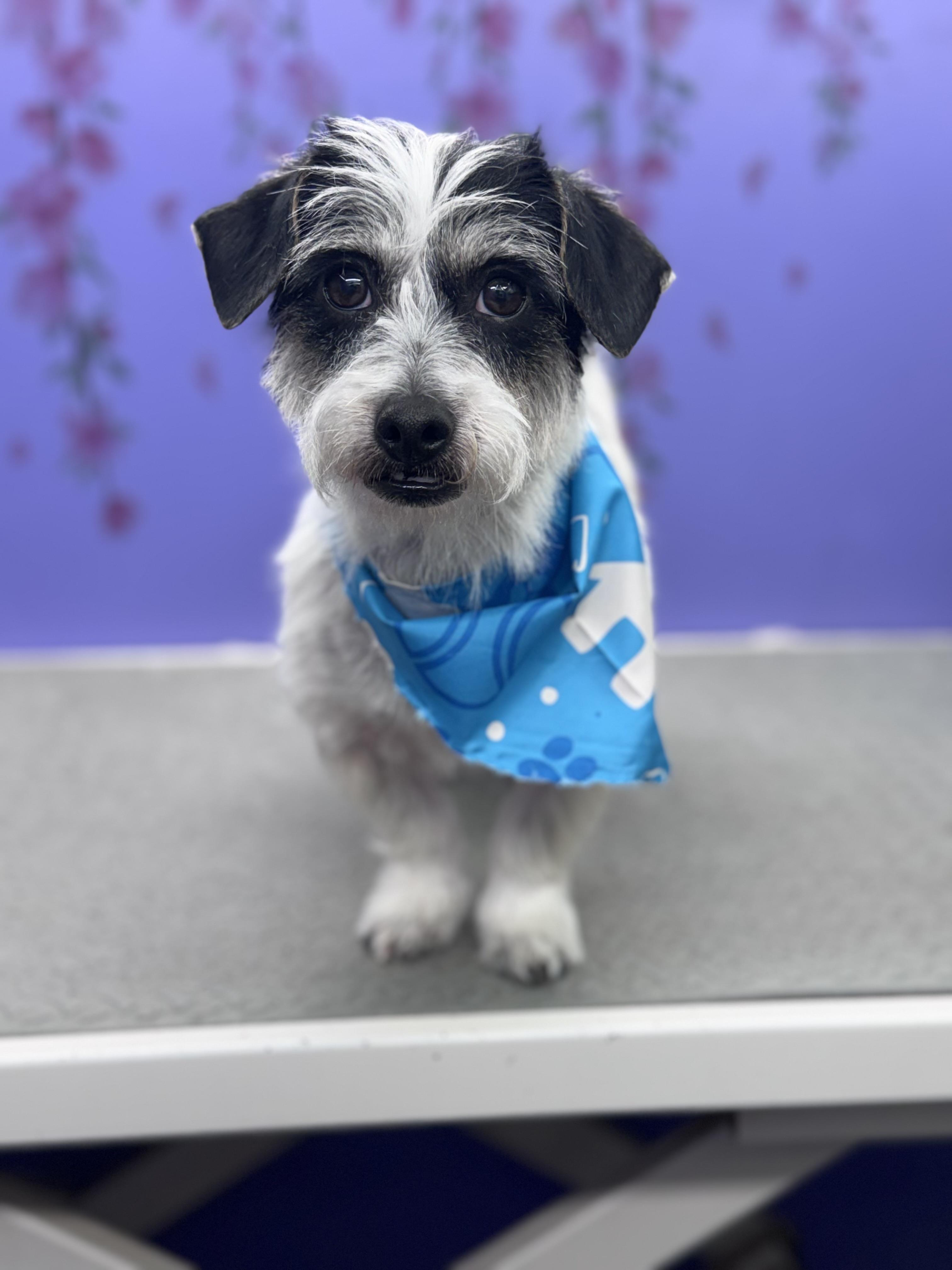 Poppie, ADOPTABLE, Adult Male Dachshund (Long Haired).